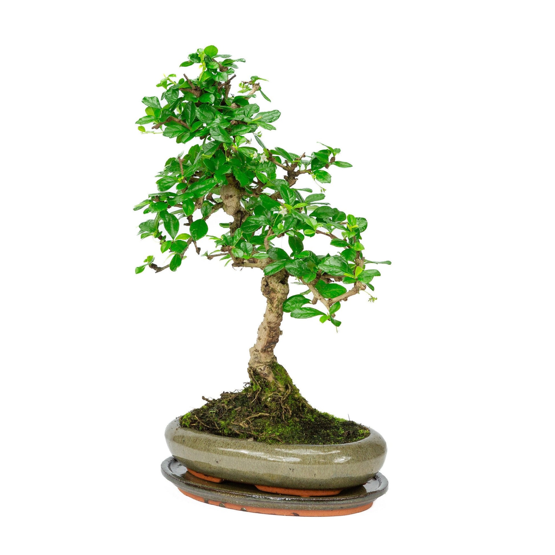 Bonsaï d'intérieur Carmona microphylla, pot ovale vert 24 cm, hauteur ~33 cm