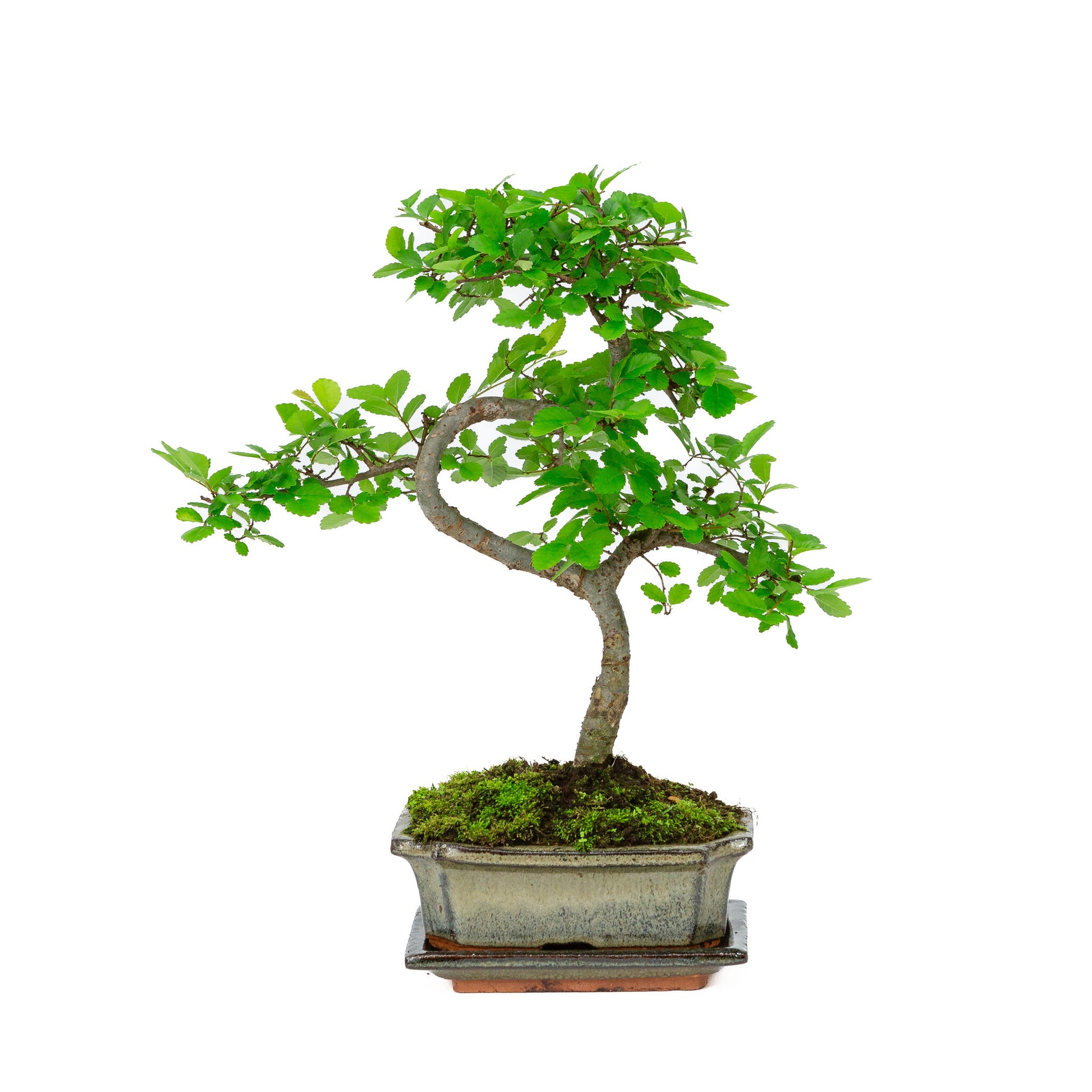 Bonsaï d'intérieur en forme de zelkova, pot rectangulaire vert de 15 cm, hauteur ~ 30 cm