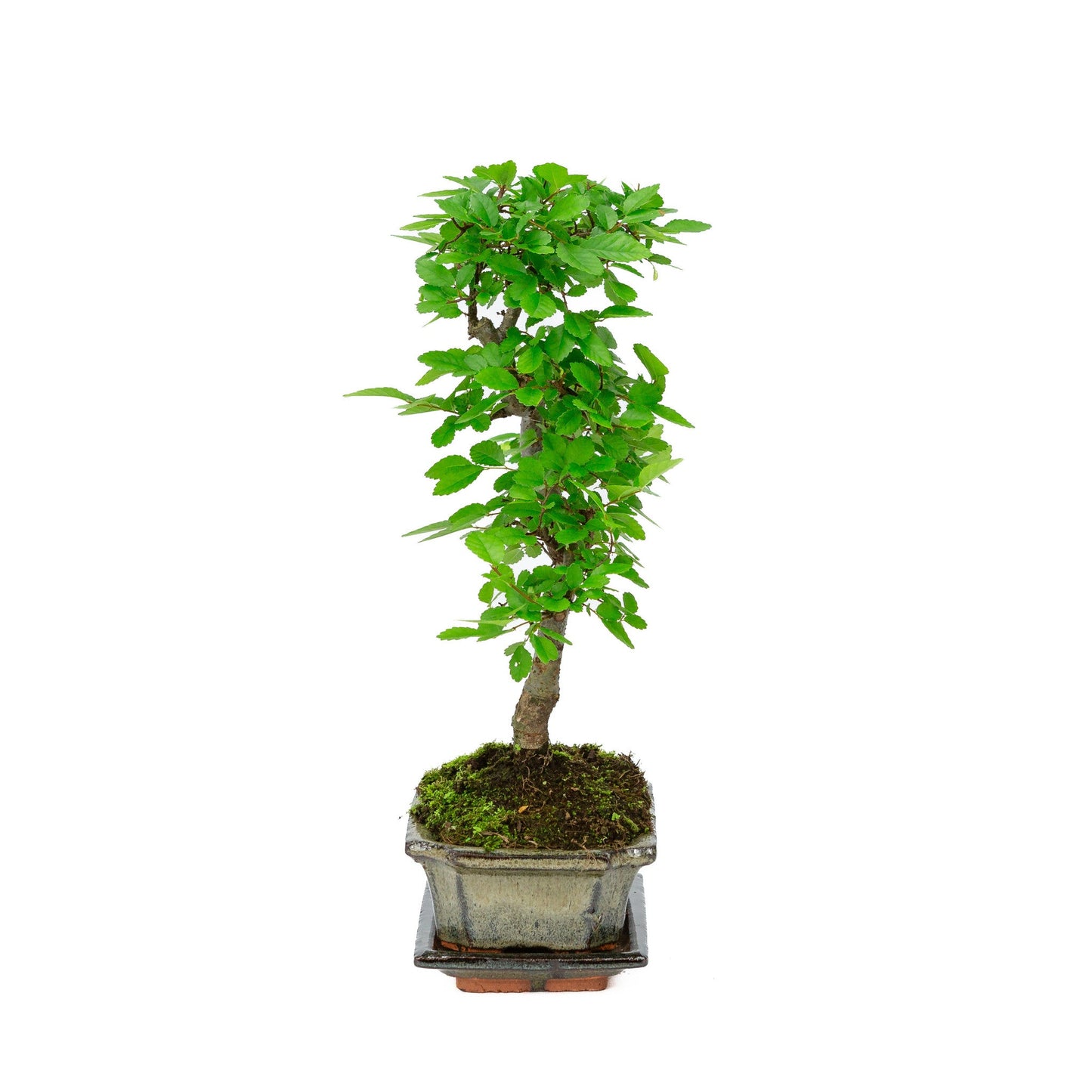 Bonsaï d'intérieur Zelkova, pot rectangulaire vert 15 cm, hauteur ~ 30 cm