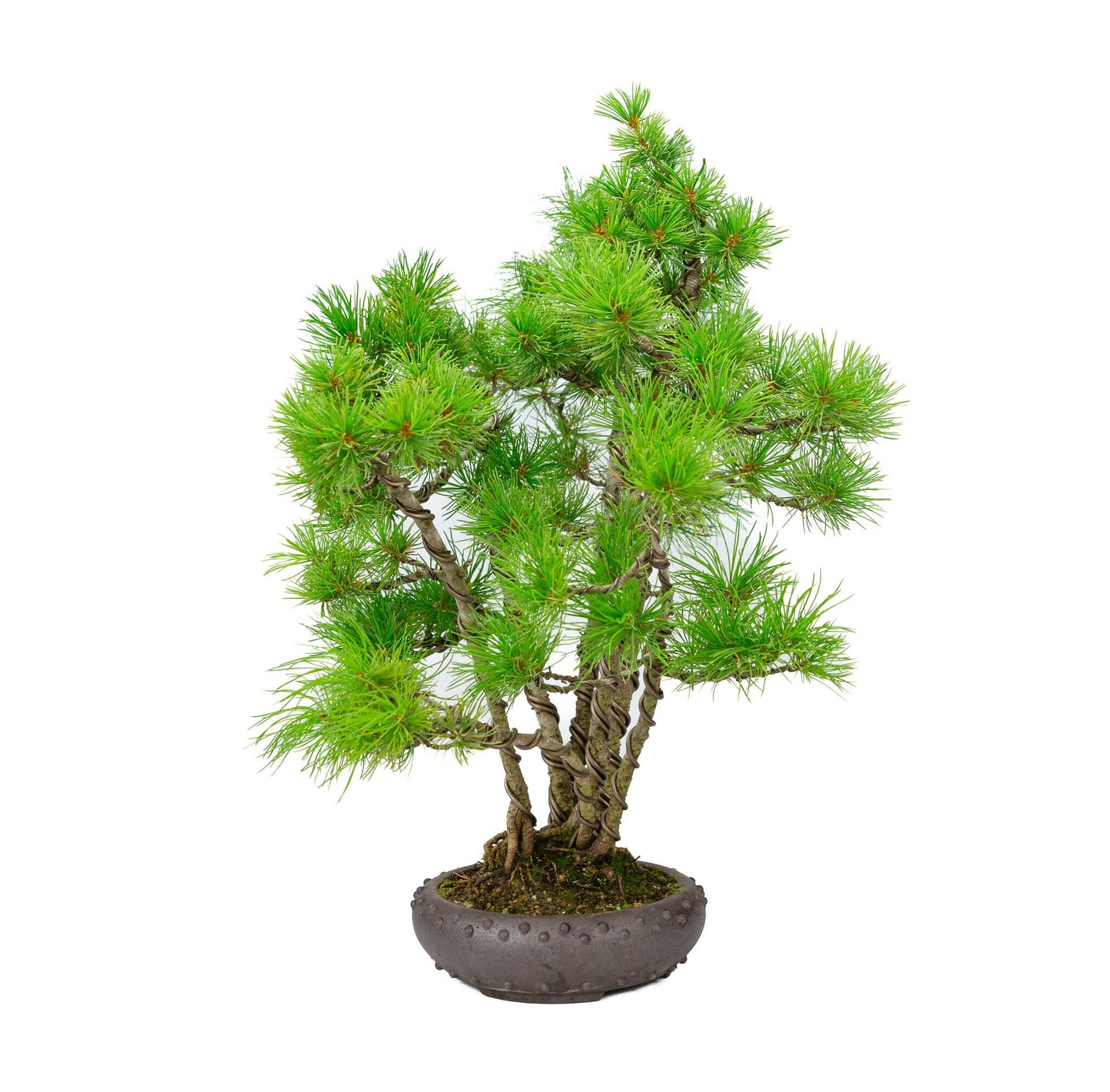 Bonsaï d'extérieur Pinus parviflora pot rond non émaillé 19 cm, hauteur ~50 cm