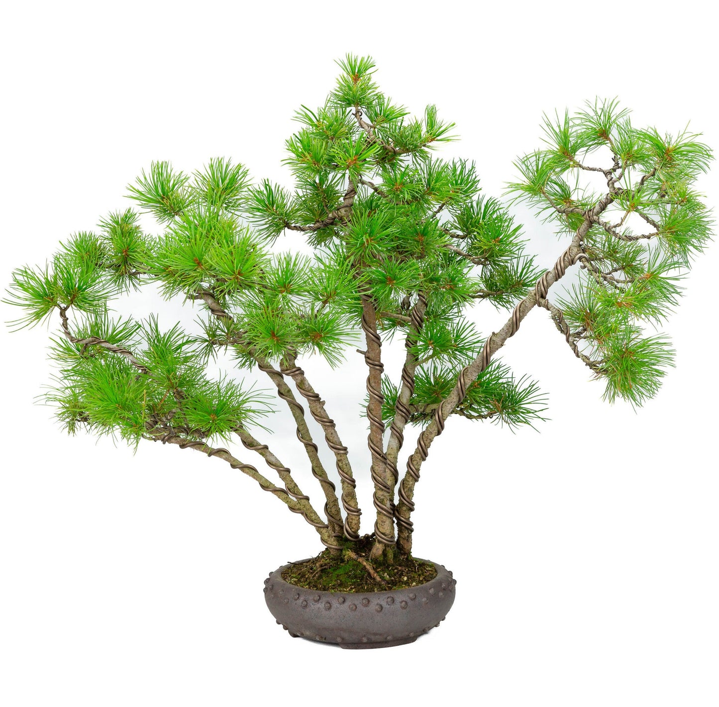Bonsaï d'extérieur Pinus parviflora pot rond non émaillé 19 cm, hauteur ~50 cm