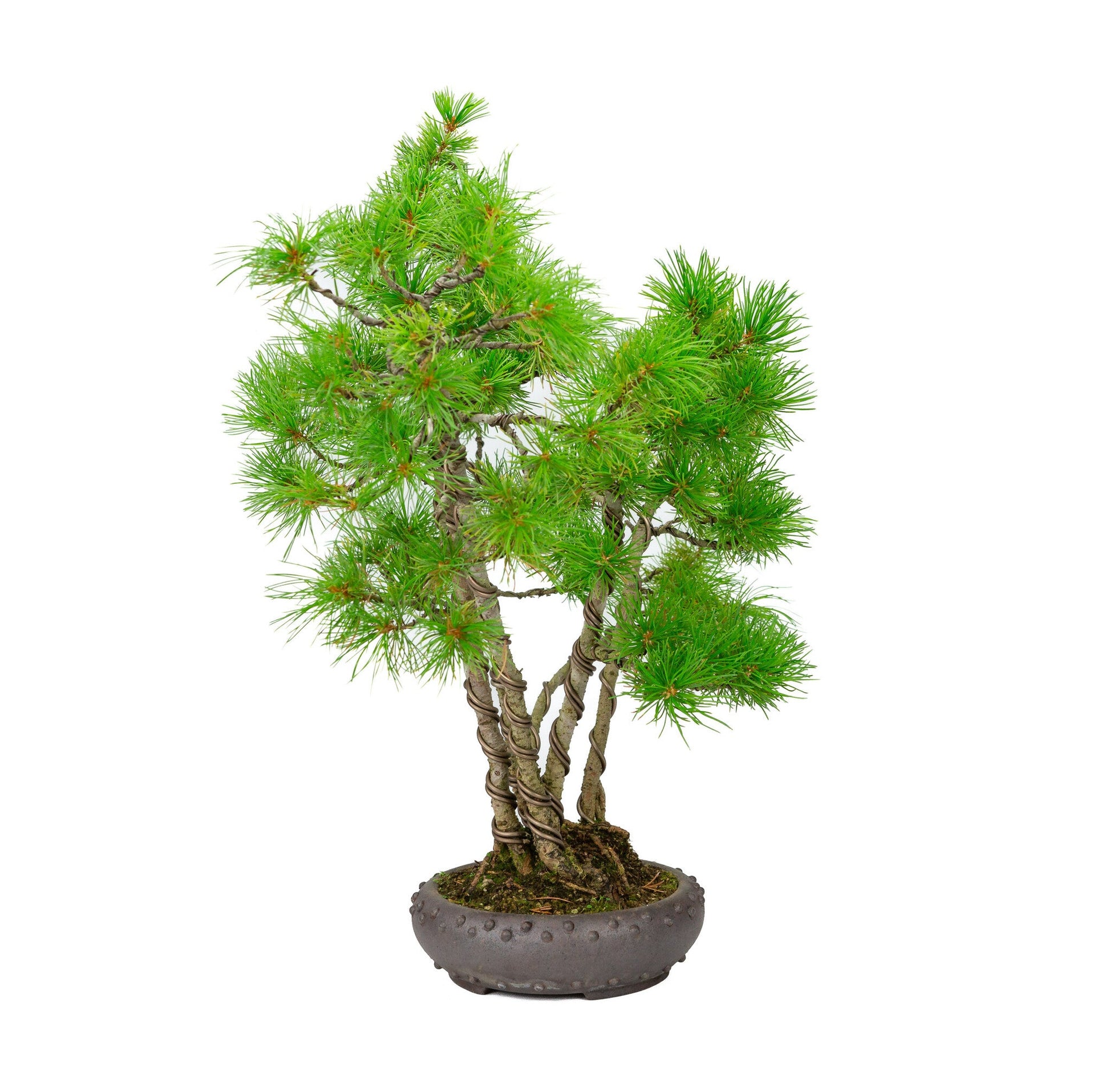 Bonsaï d'extérieur Pinus parviflora pot rond non émaillé 19 cm, hauteur ~50 cm