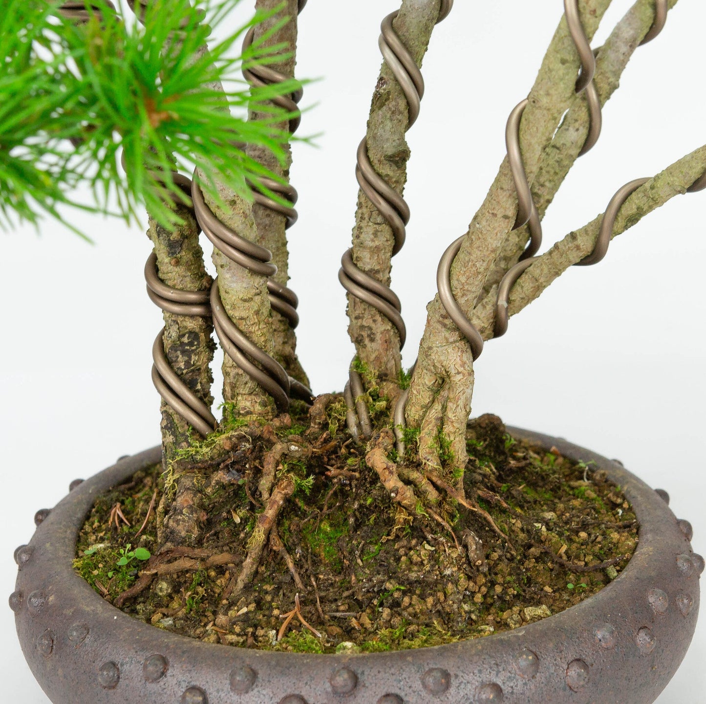 Bonsaï d'extérieur Pinus parviflora pot rond non émaillé 19 cm, hauteur ~50 cm