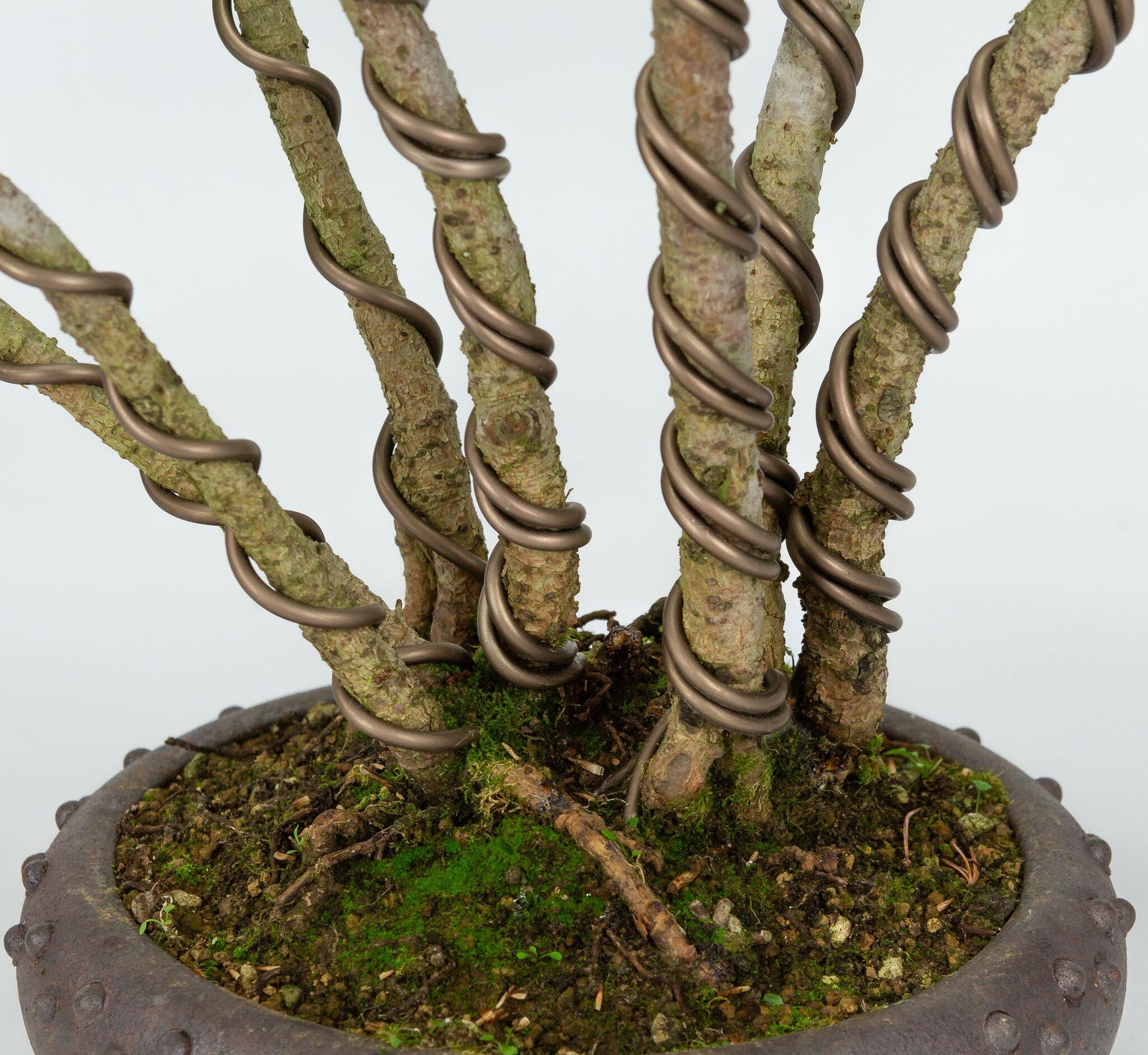 Bonsaï d'extérieur Pinus parviflora pot rond non émaillé 19 cm, hauteur ~50 cm