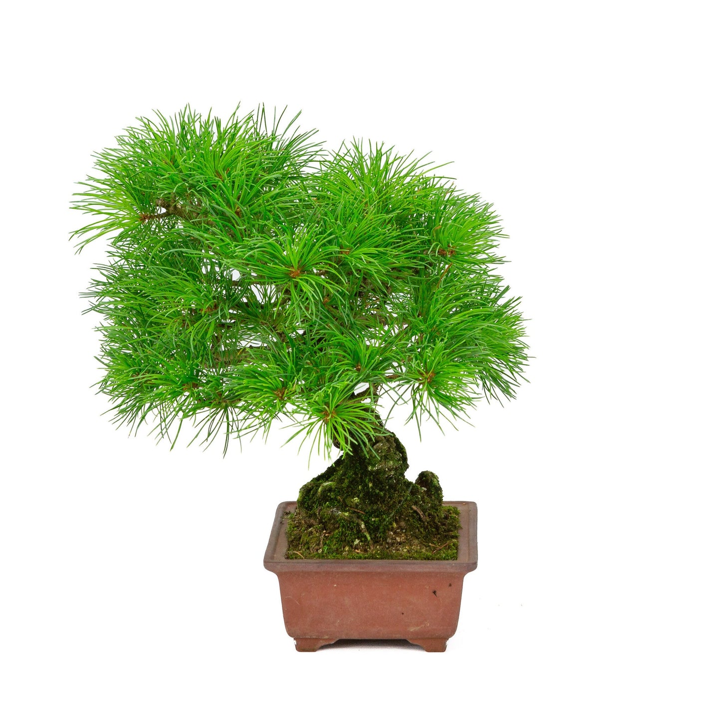 Bonsaï d'extérieur Pinus parviflora pot rectangulaire non émaillé 15 cm, hauteur ~28 cm