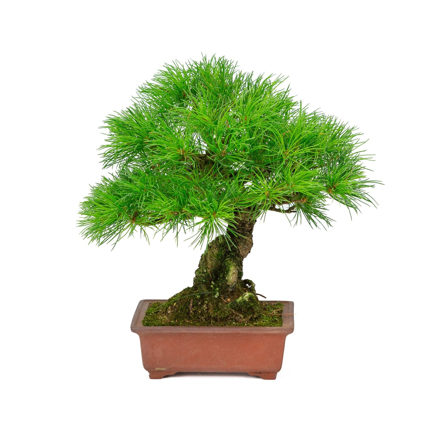Bonsaï d'extérieur Pinus parviflora pot rectangulaire non émaillé 15 cm, hauteur ~28 cm