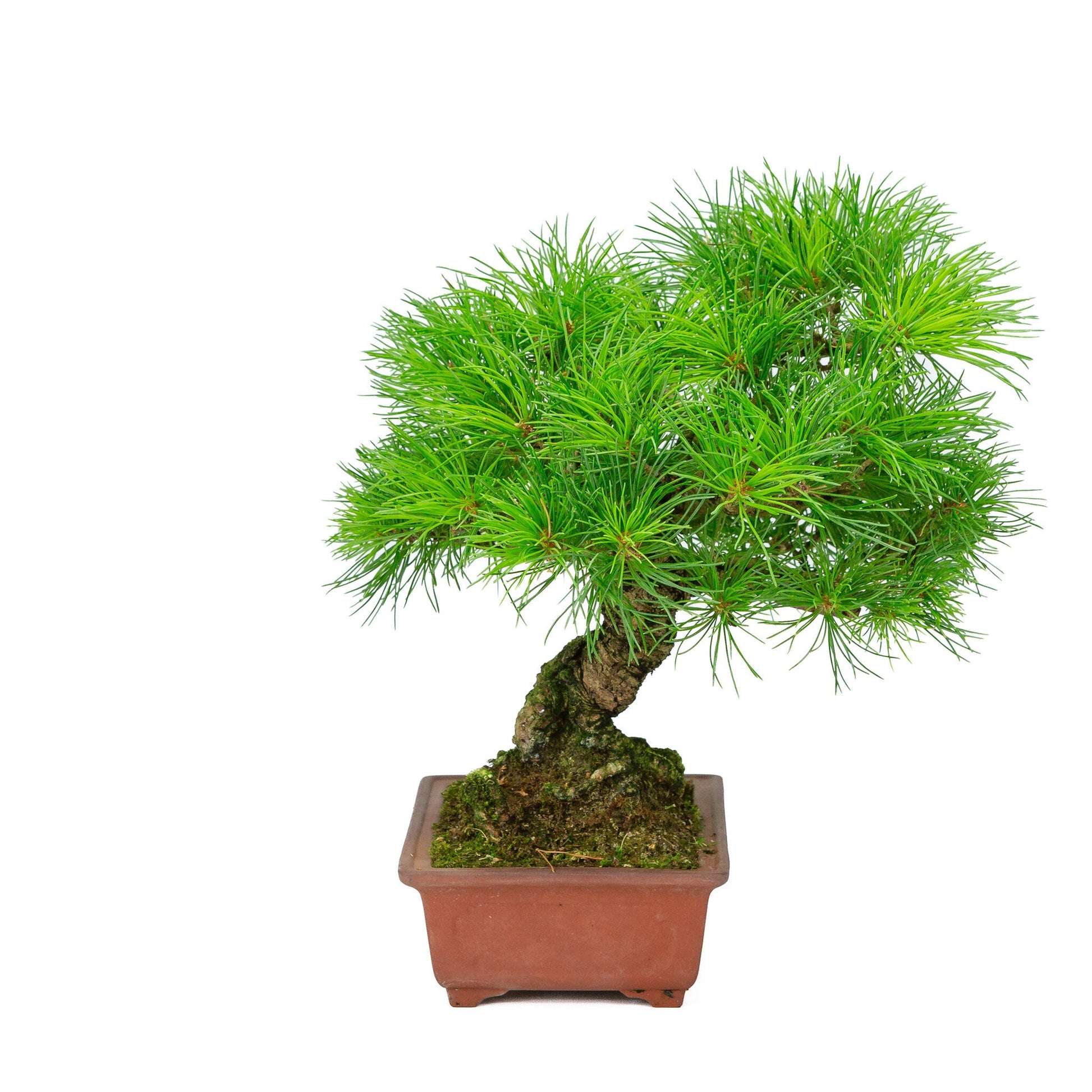 Bonsaï d'extérieur Pinus parviflora pot rectangulaire non émaillé 15 cm, hauteur ~28 cm