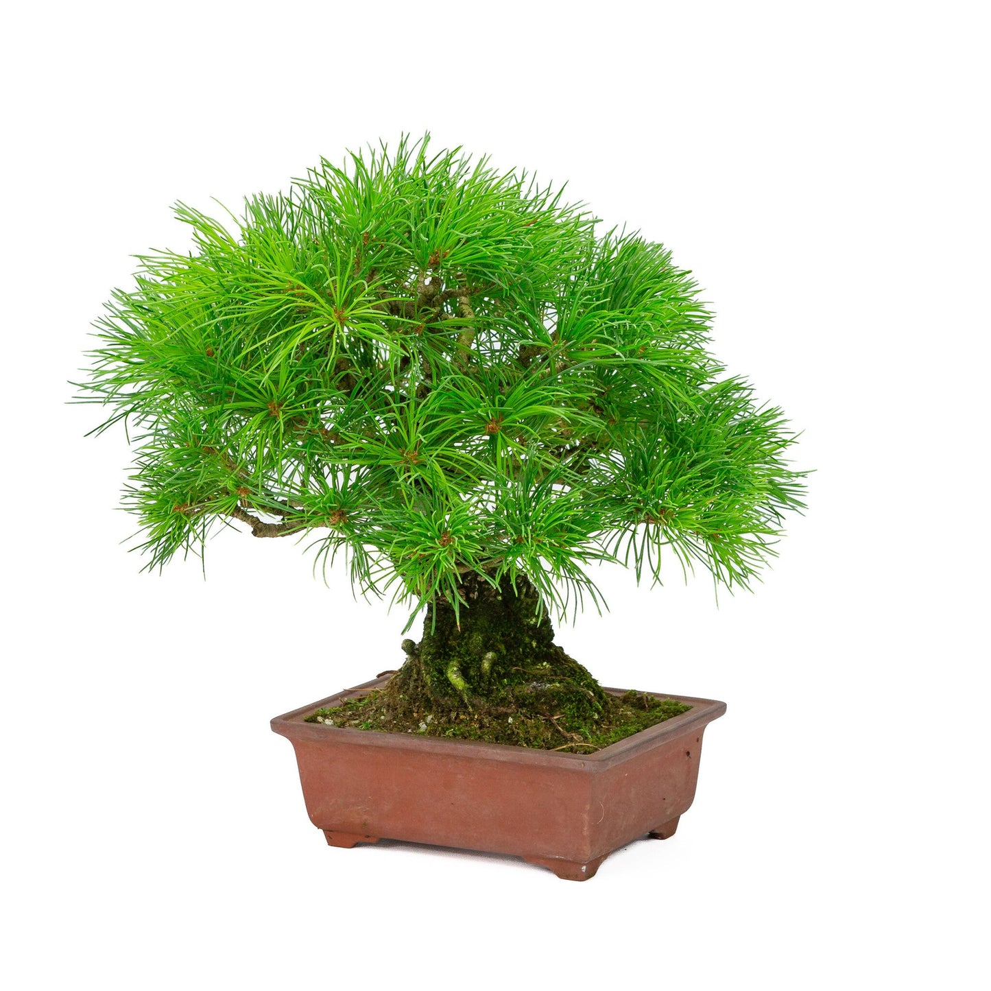 Bonsaï d'extérieur Pinus parviflora pot rectangulaire non émaillé 15 cm, hauteur ~28 cm