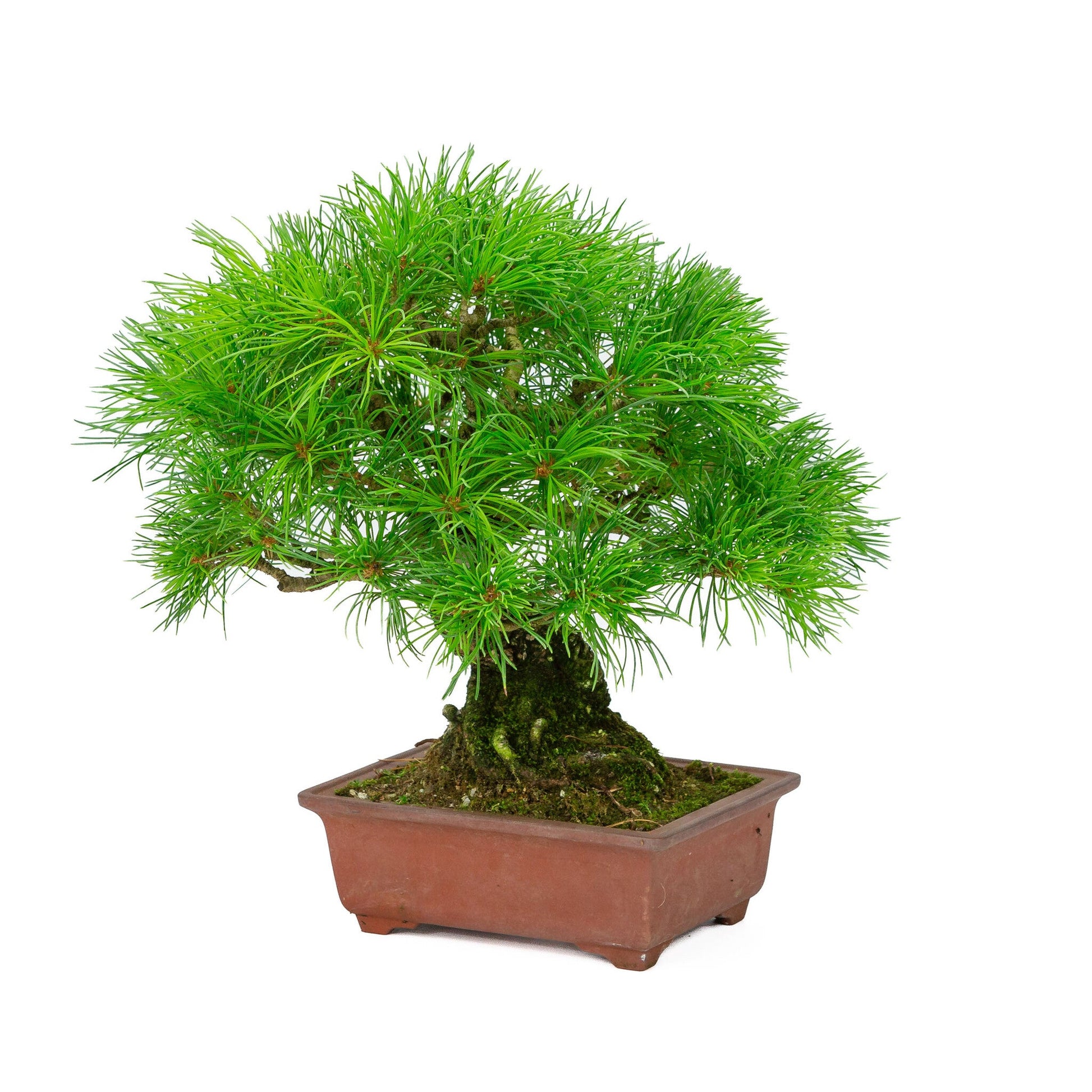 Bonsaï d'extérieur Pinus parviflora pot rectangulaire non émaillé 15 cm, hauteur ~28 cm