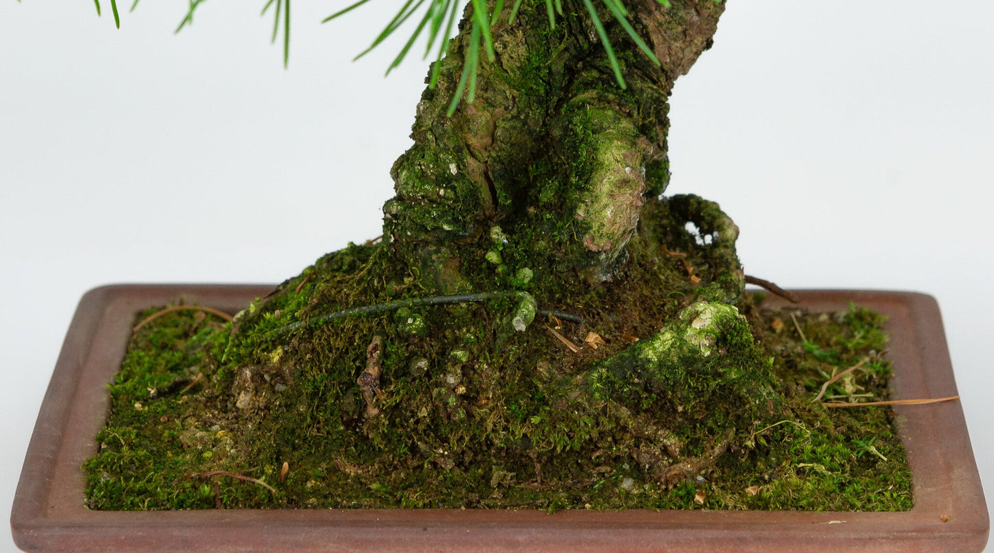 Bonsaï d'extérieur Pinus parviflora pot rectangulaire non émaillé 15 cm, hauteur ~28 cm