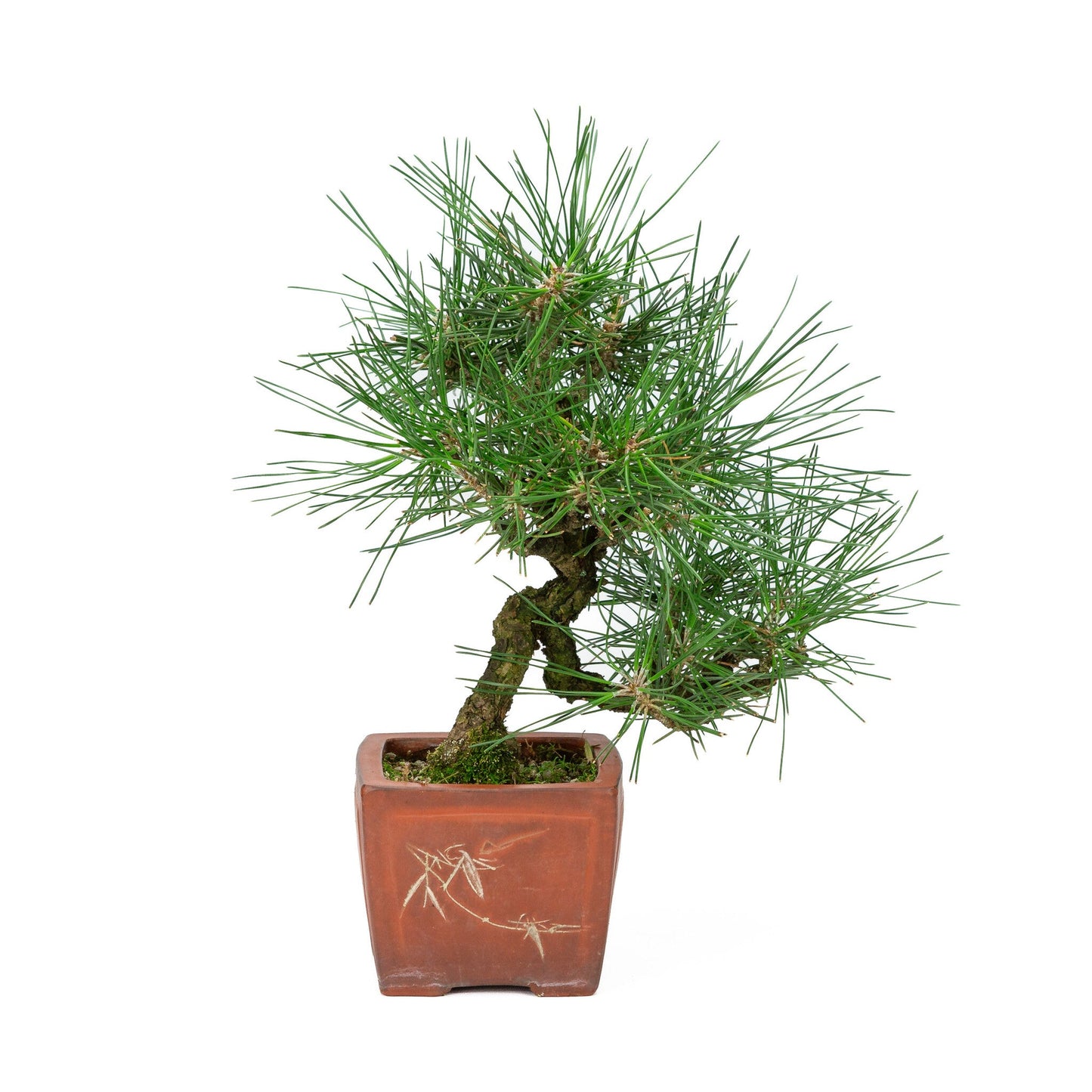Bonsaï d'extérieur Pinus thunbergii pot carré non émaillé 11 cm, hauteur ~35 cm