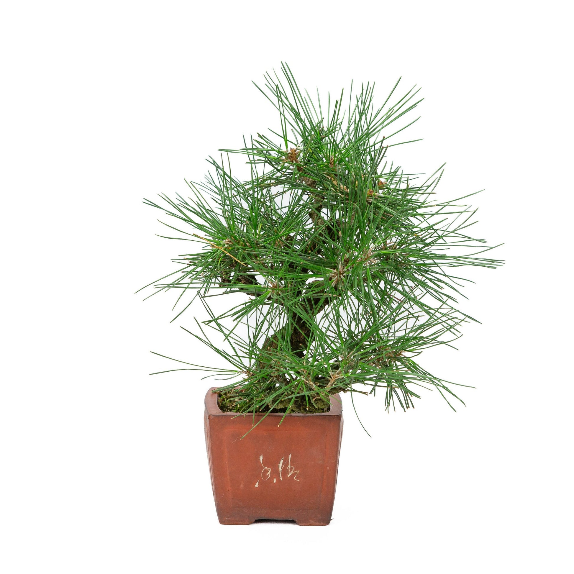 Bonsaï d'extérieur Pinus thunbergii pot carré non émaillé 11 cm, hauteur ~35 cm