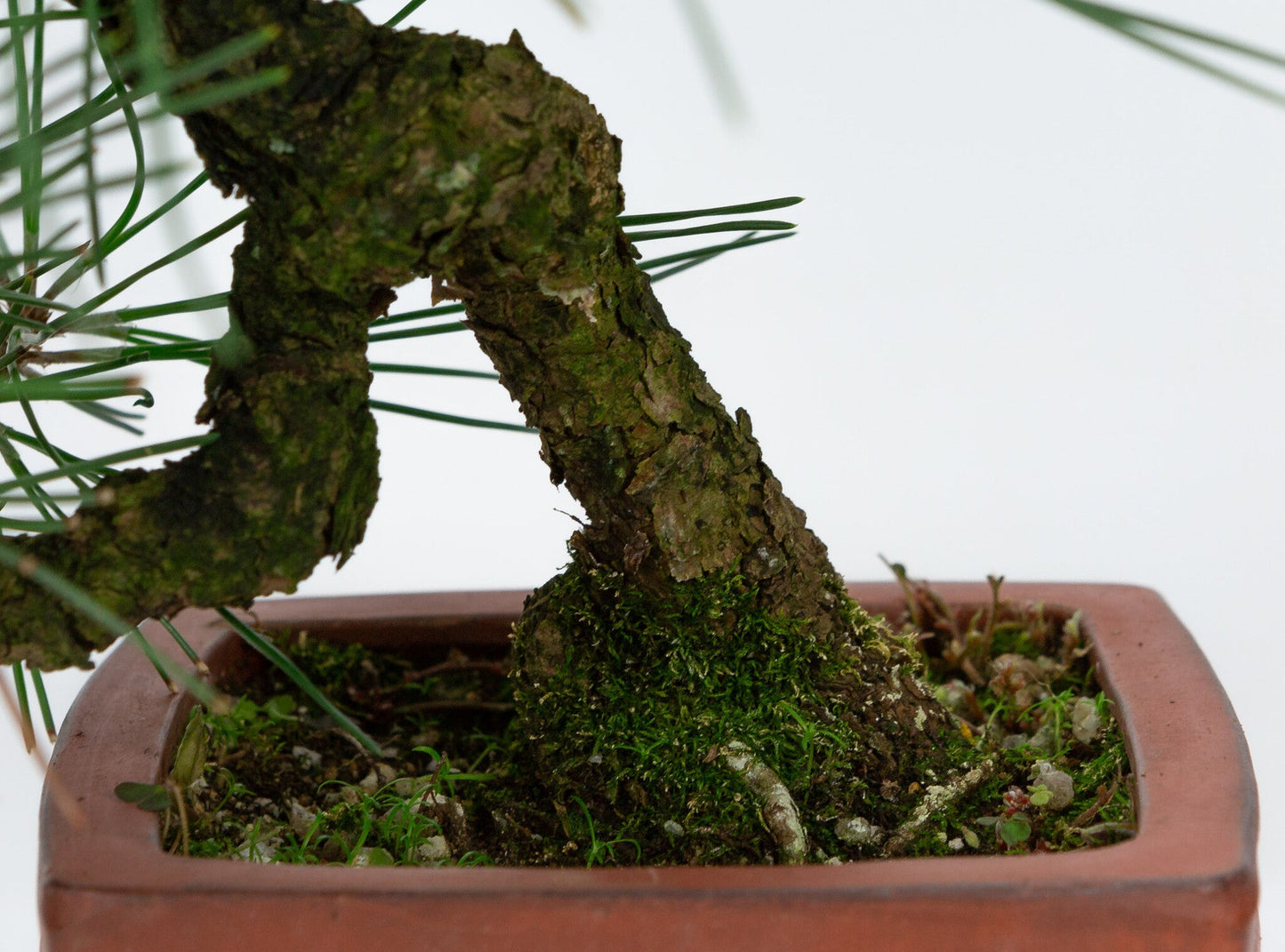 Bonsaï d'extérieur Pinus thunbergii pot carré non émaillé 11 cm, hauteur ~35 cm