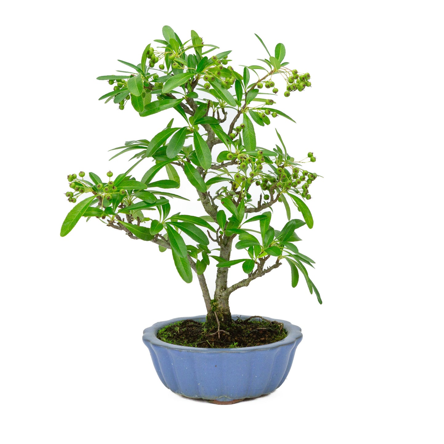 Bonsaï d'extérieur Pyracantha, pot rond bleu clair de 15 cm, hauteur ~34 cm