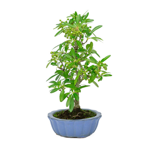 Bonsaï d'extérieur Pyracantha pot rond bleu clair 15 cm, hauteur ~34 cm