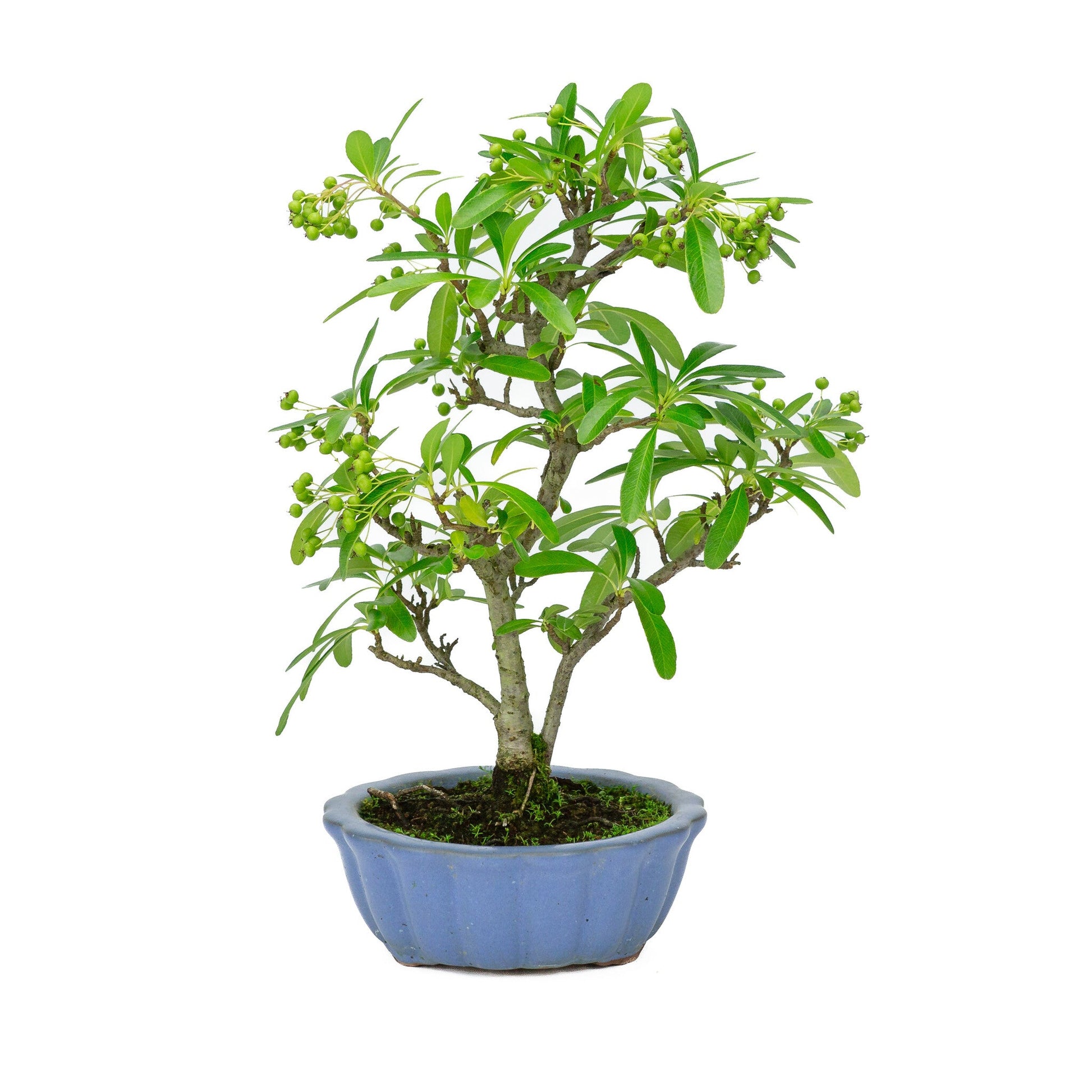 Bonsaï d'extérieur Pyracantha pot rond bleu clair 15 cm, hauteur ~34 cm