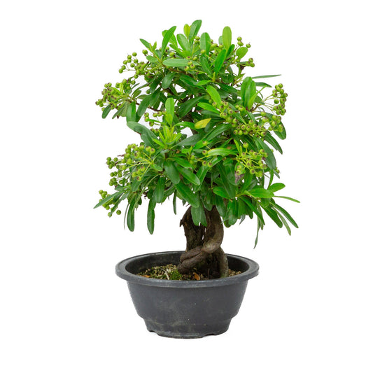 Bonsaï d'extérieur Pyracantha pot en plastique 16 cm, hauteur ~32 cm