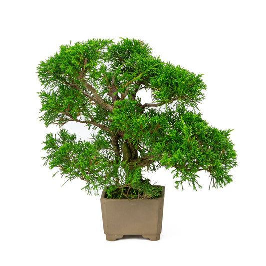 Bonsaï d'extérieur Juniperus chinensis non émaillé, carré, 10 cm, hauteur ~33 cm