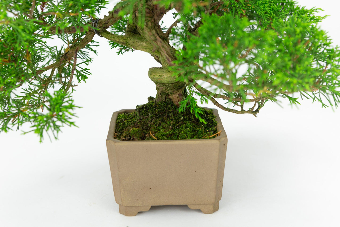 Bonsaï d'extérieur Juniperus chinensis non émaillé, carré, 10 cm, hauteur ~33 cm