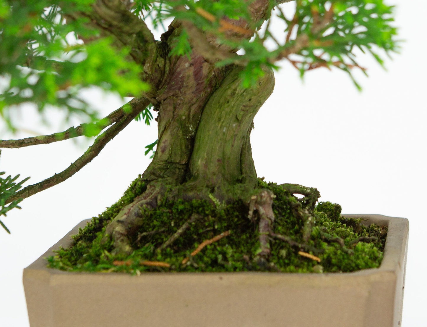 Bonsaï d'extérieur Juniperus chinensis non émaillé, carré, 10 cm, hauteur ~33 cm