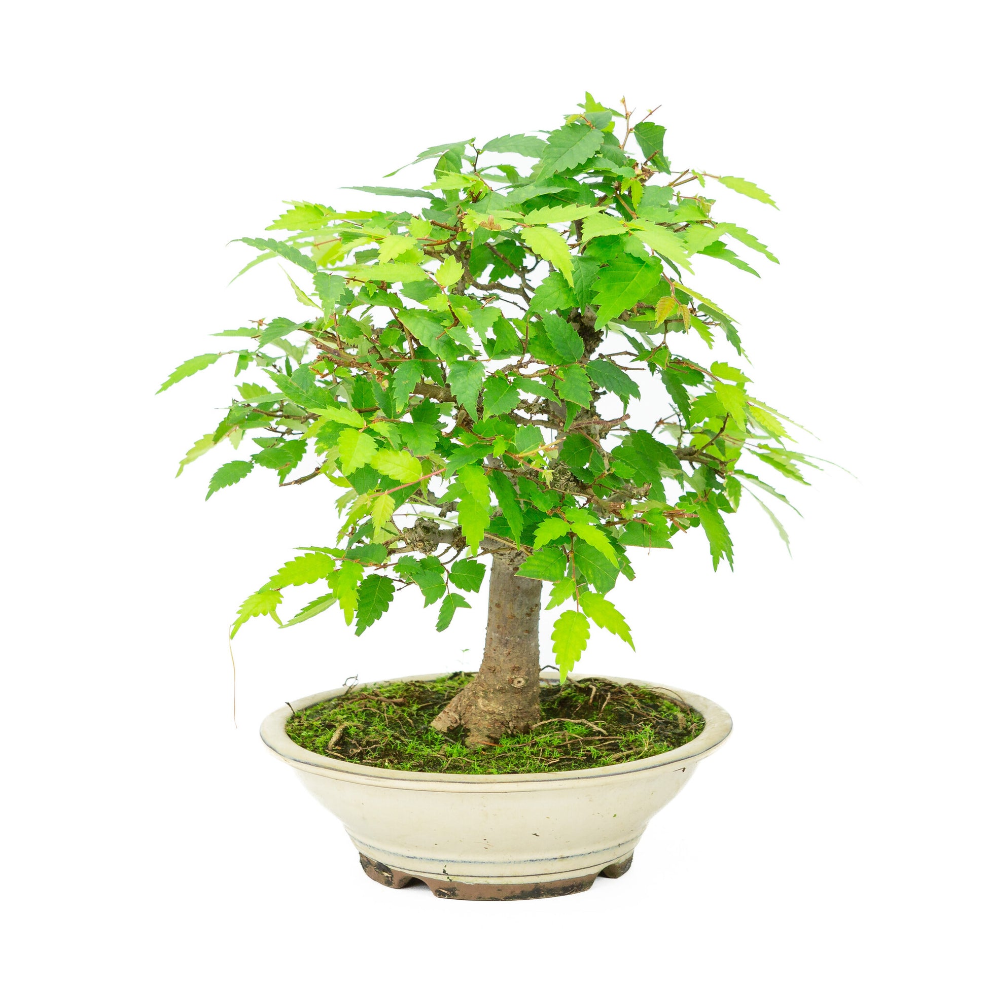 Bonsaï d'extérieur Zelkova serrata, pot rond crème, 20 cm, hauteur ~32 cm