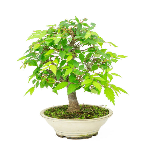 Bonsaï d'extérieur Zelkova serrata pot rond crème 20 cm, hauteur ~32 cm
