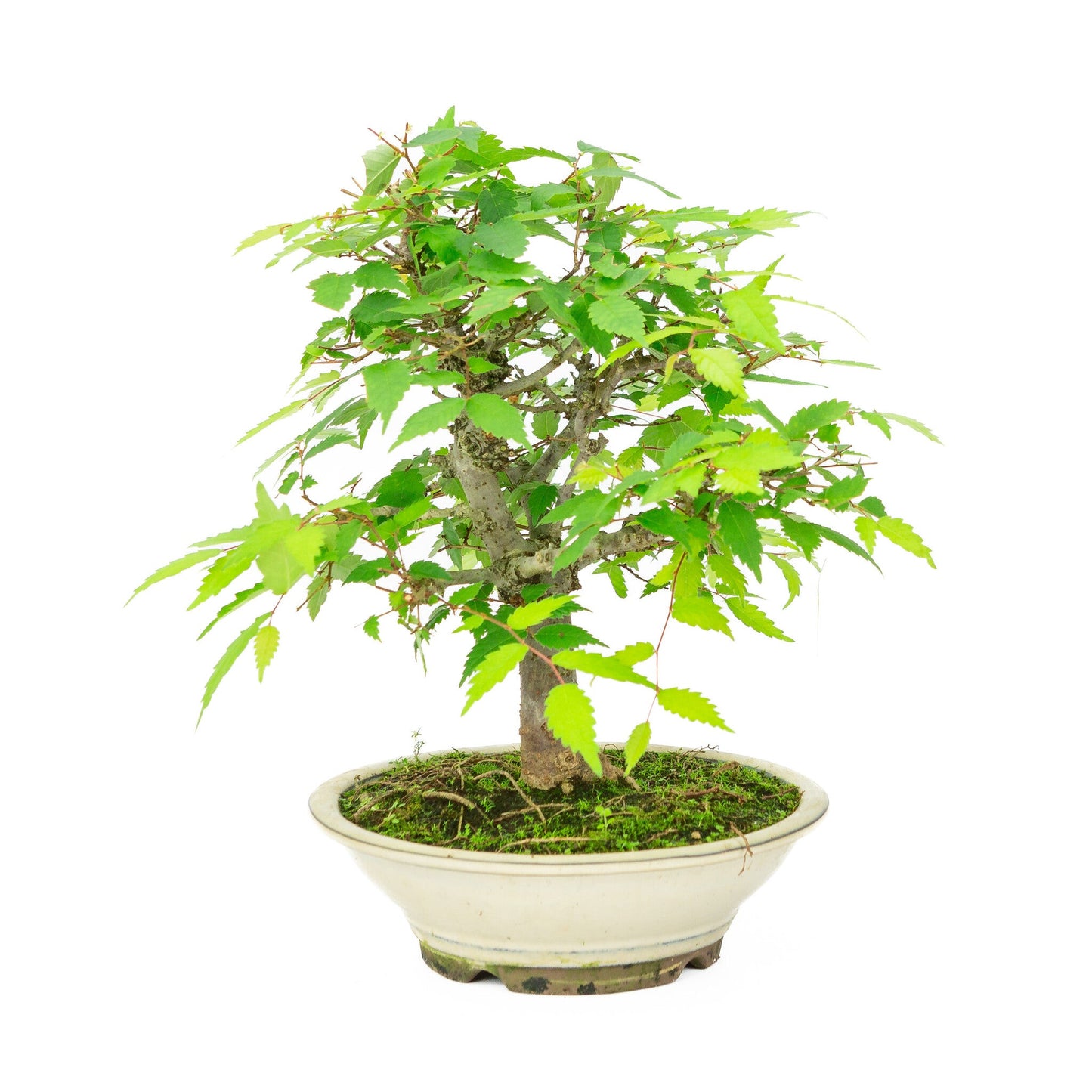Bonsaï d'extérieur Zelkova serrata pot rond crème 20 cm, hauteur ~32 cm
