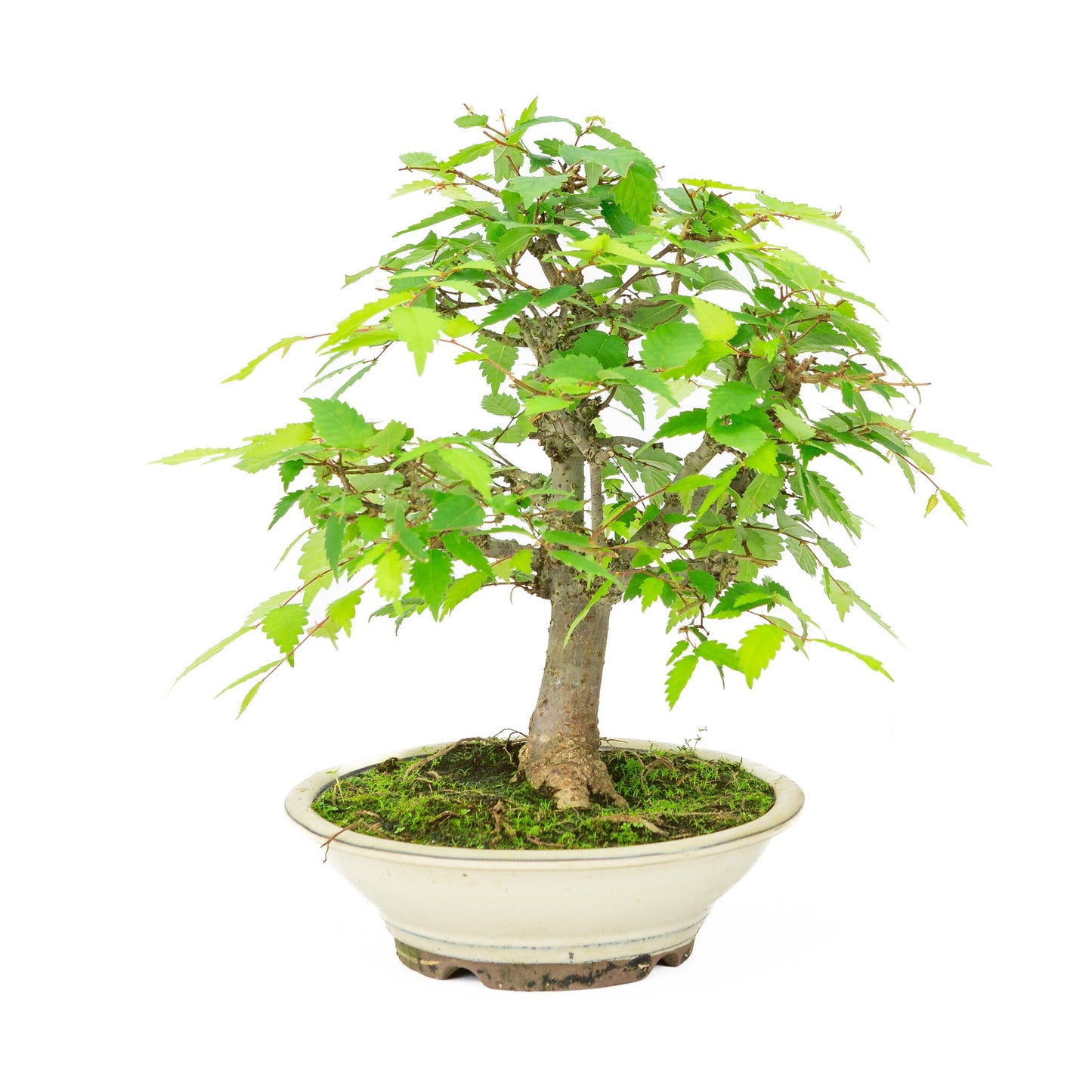 Bonsaï d'extérieur Zelkova serrata pot rond crème 20 cm, hauteur ~32 cm