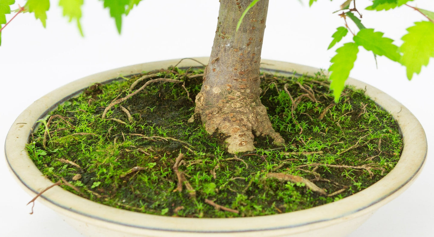 Bonsaï d'extérieur Zelkova serrata pot rond crème 20 cm, hauteur ~32 cm