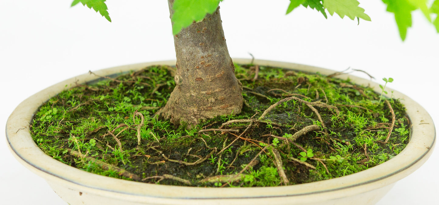 Bonsaï d'extérieur Zelkova serrata, pot rond crème, 20 cm, hauteur ~32 cm