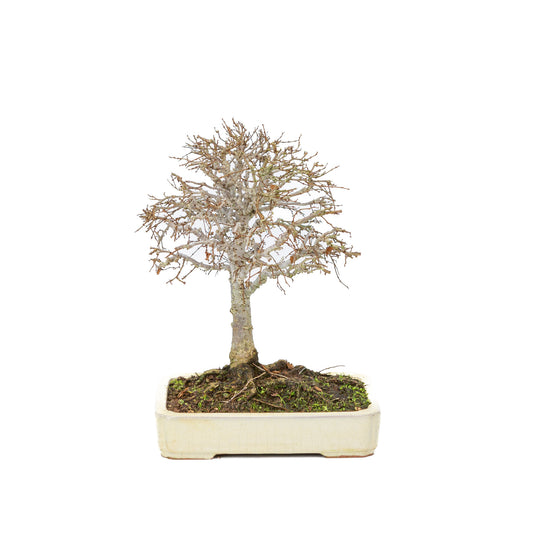 Pot rectangulaire crème pour bonsaï d'extérieur Shohin Zelkova serrata, 18 cm de diamètre, hauteur ~ 26 cm