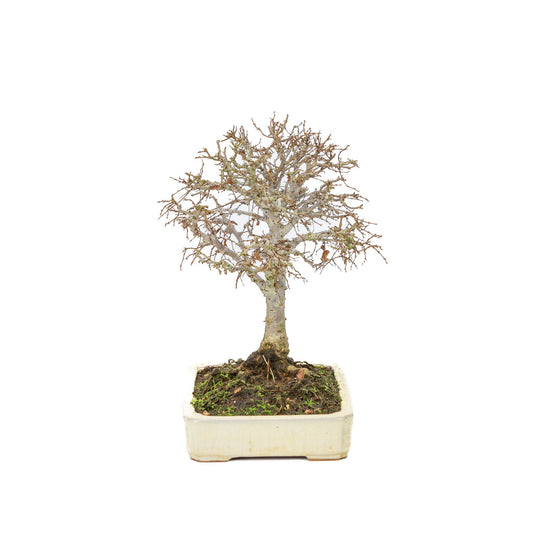 Shohin Bonsai d'extérieur Zelkova serrata pot rectangulaire crème 18 cm, hauteur ~ 26 cm