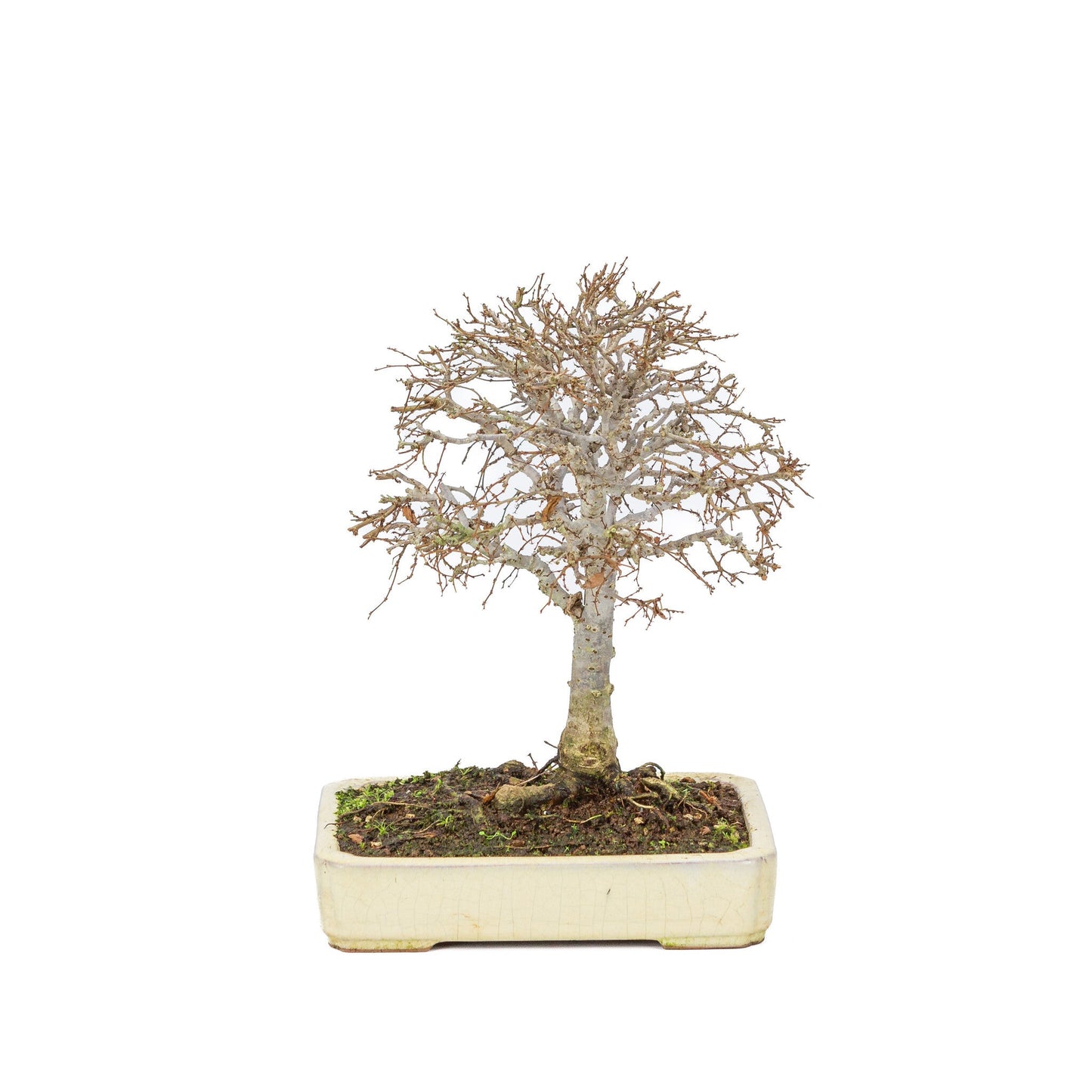 Shohin Bonsai d'extérieur Zelkova serrata pot rectangulaire crème 18 cm, hauteur ~ 26 cm
