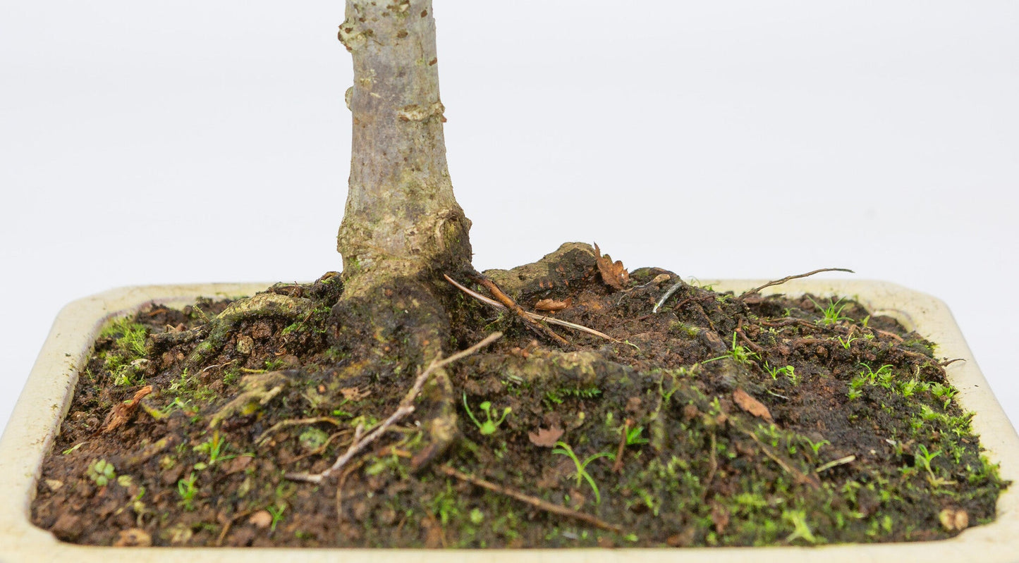 Shohin Bonsai d'extérieur Zelkova serrata pot rectangulaire crème 18 cm, hauteur ~ 26 cm