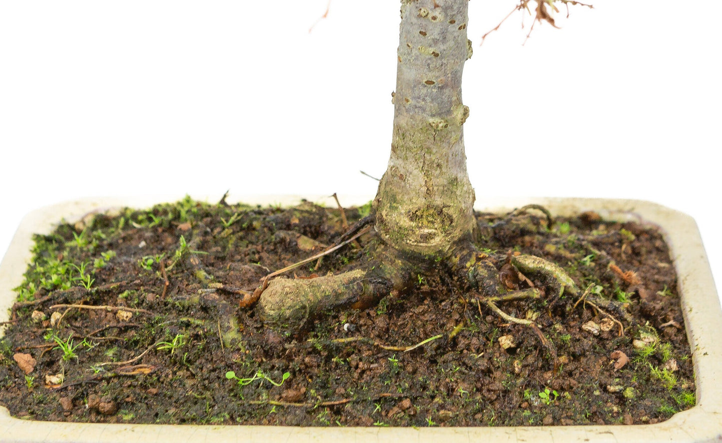 Shohin Bonsai d'extérieur Zelkova serrata pot rectangulaire crème 18 cm, hauteur ~ 26 cm