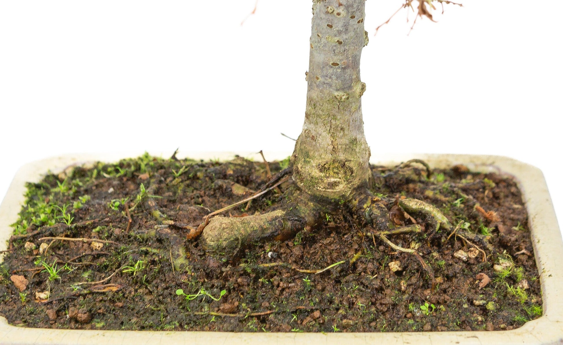 Shohin Bonsai d'extérieur Zelkova serrata pot rectangulaire crème 18 cm, hauteur ~ 26 cm