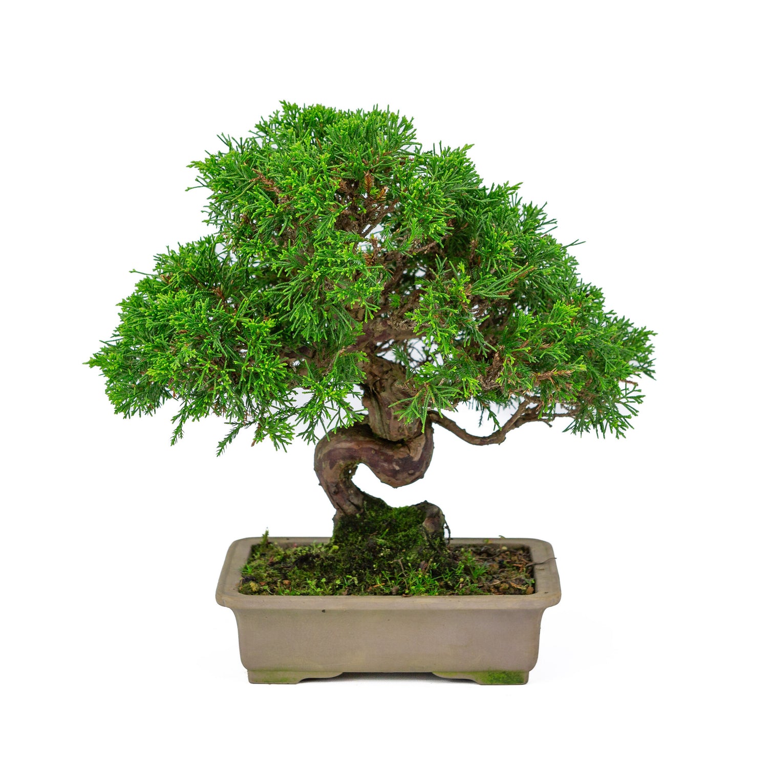 Bonsaï d'extérieur Juniperus chinensis, pot rectangulaire non émaillé, 19 cm, hauteur ~31 cm