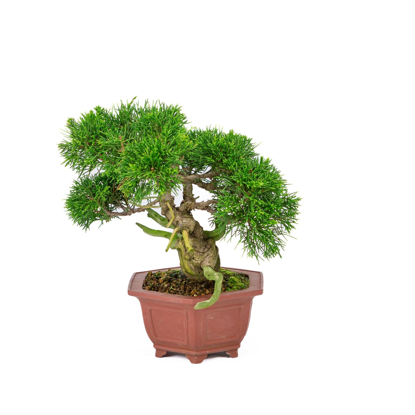 Bonsaï d'extérieur Juniperus chinensis pot hexagonal non émaillé 18 cm, hauteur ~28 cm