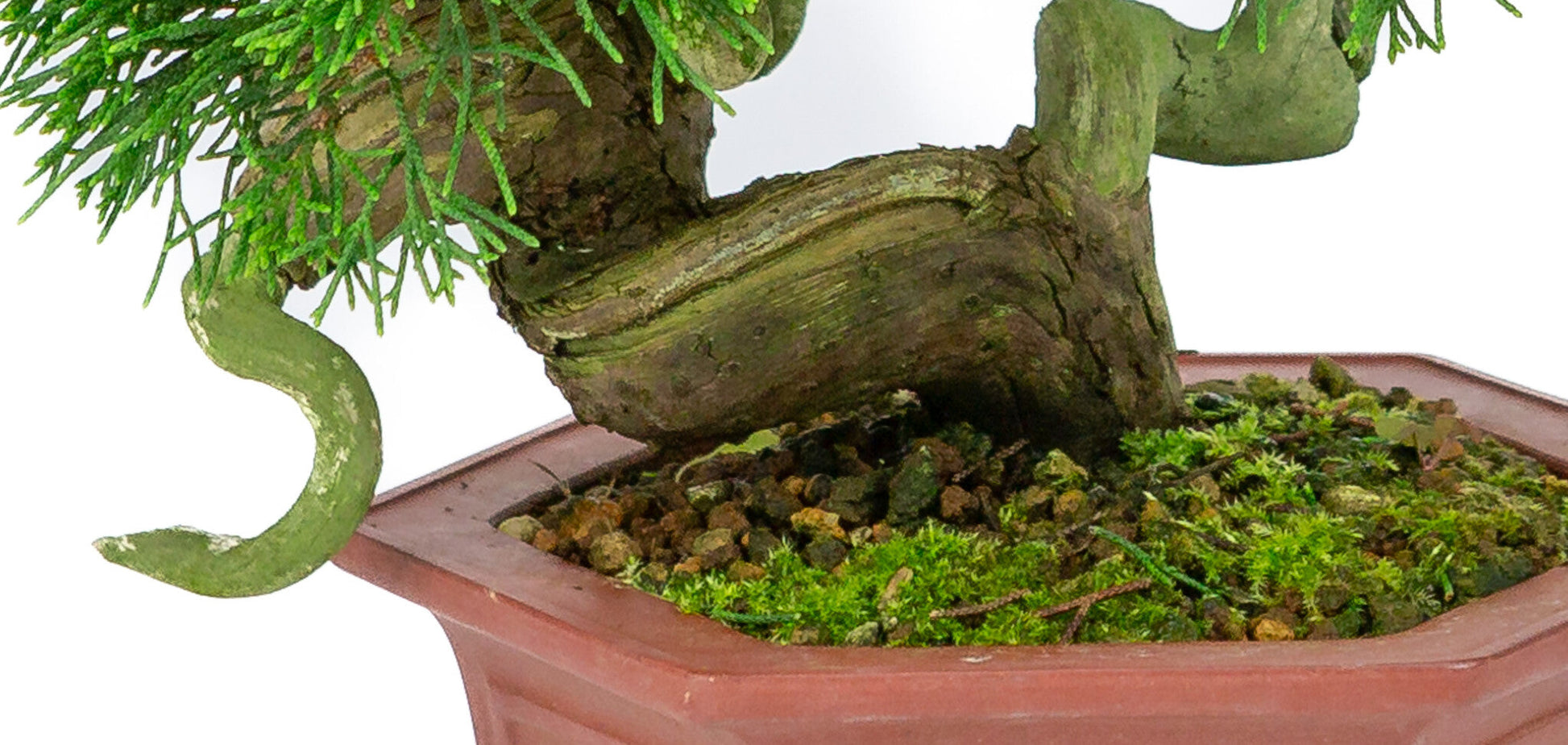 Bonsaï d'extérieur Juniperus chinensis pot hexagonal non émaillé 18 cm, hauteur ~28 cm