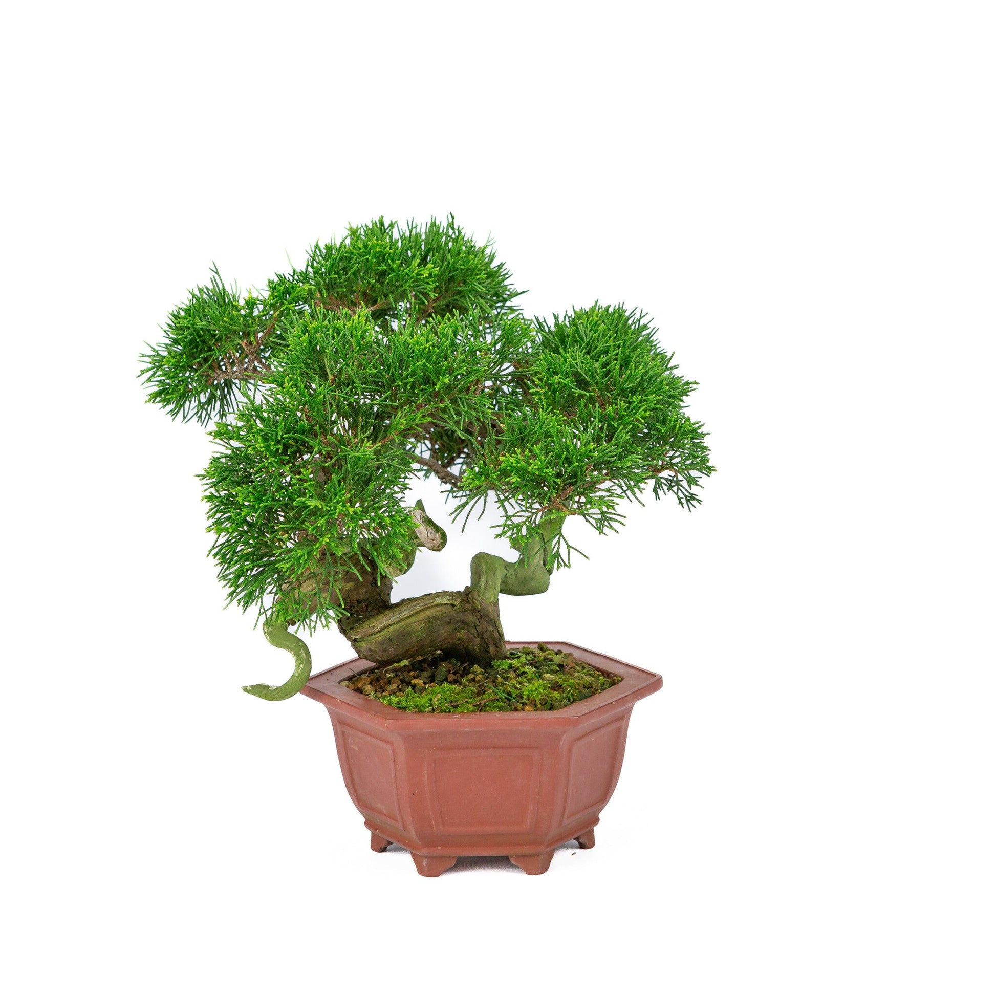 Bonsaï d'extérieur Juniperus chinensis pot hexagonal non émaillé 18 cm, hauteur ~28 cm