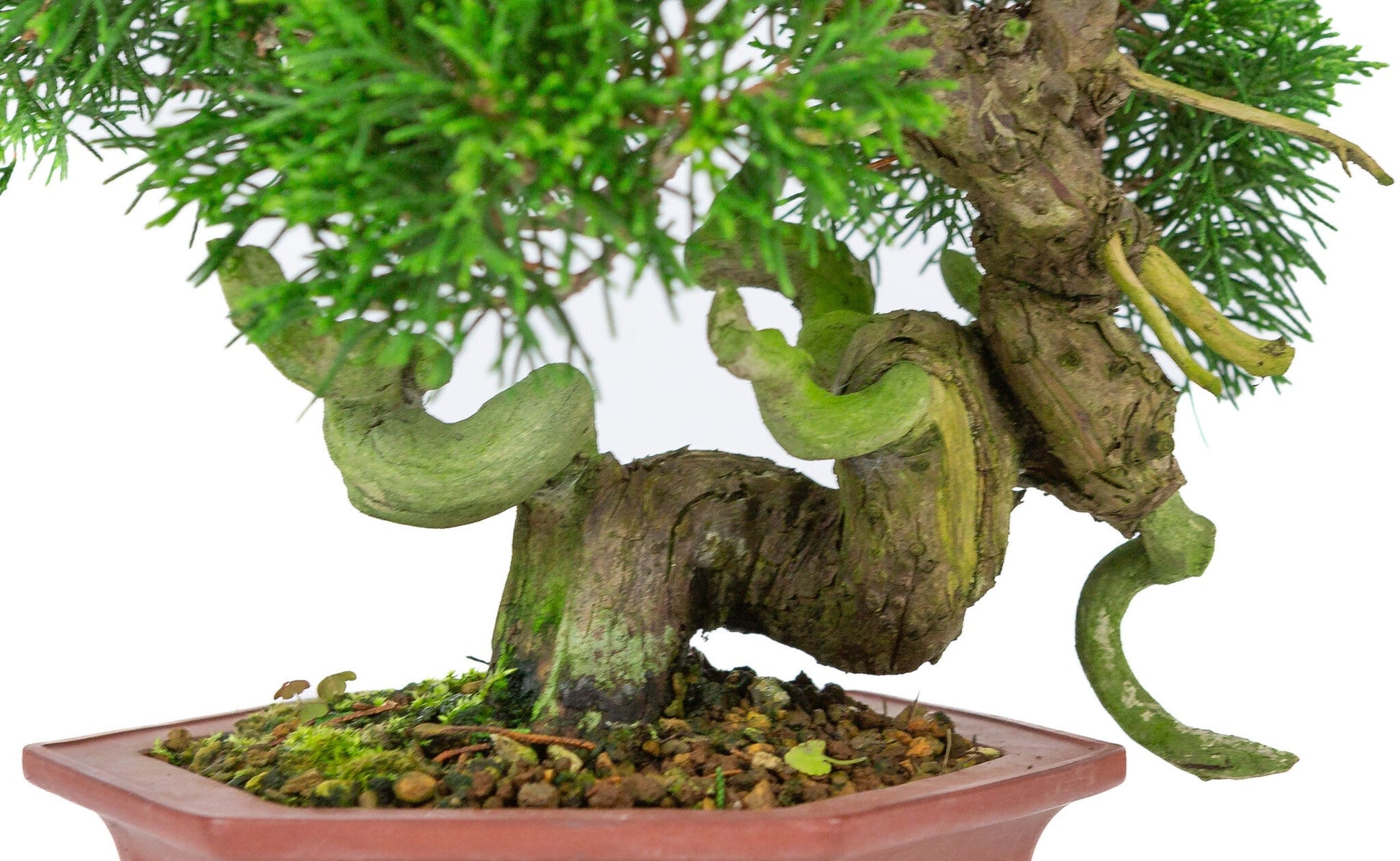 Bonsaï d'extérieur Juniperus chinensis pot hexagonal non émaillé 18 cm, hauteur ~28 cm