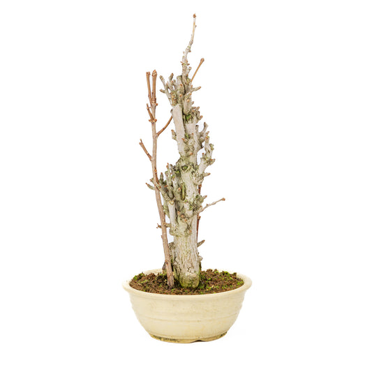 Bonsaï d'extérieur Ginkgo biloba en pot rond crème de 20 cm, hauteur ~50 cm