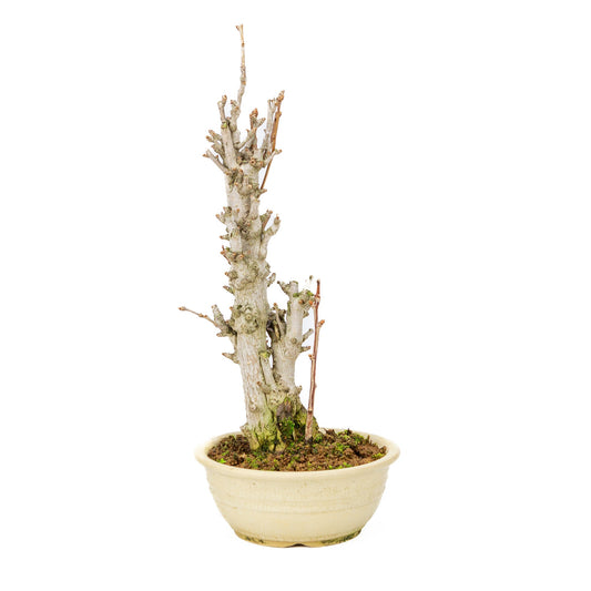 Bonsaï d'extérieur Ginkgo biloba pot rond crème 20 cm, hauteur ~50 cm