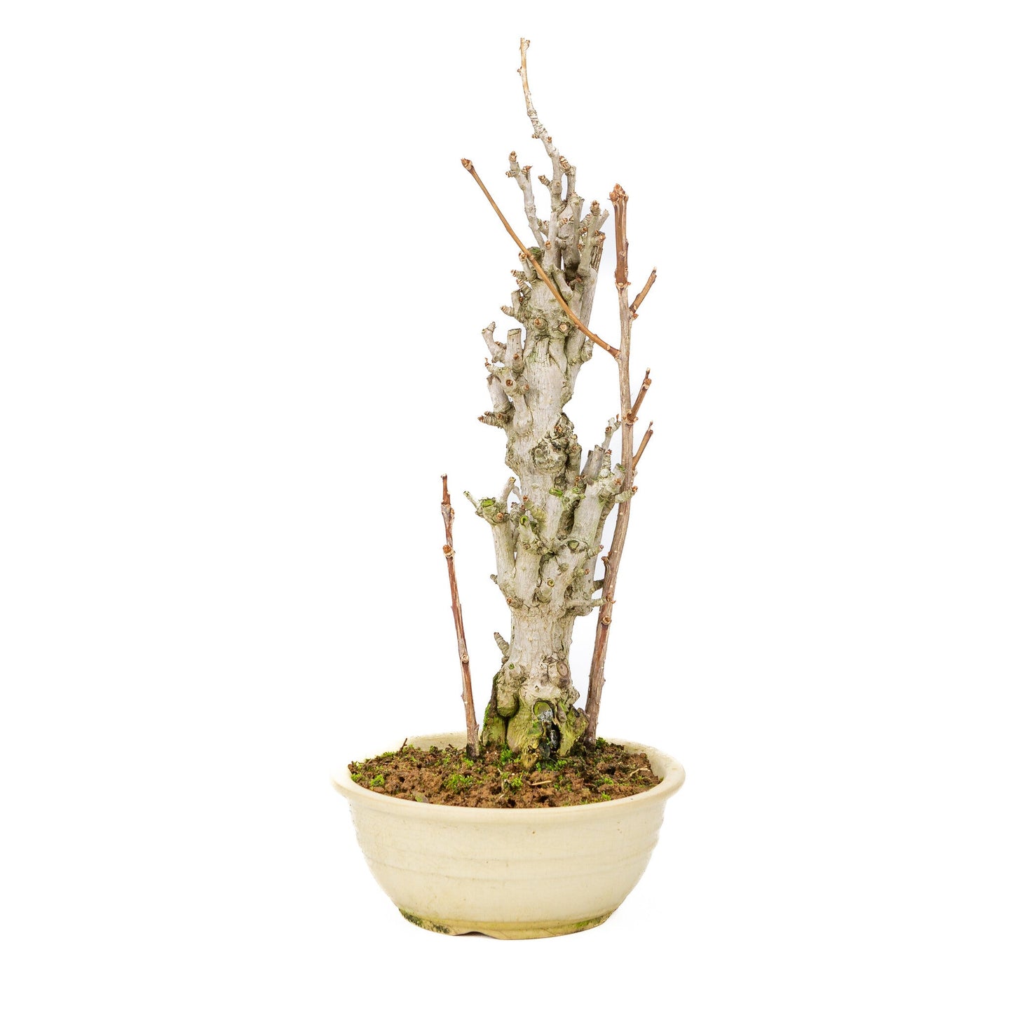 Bonsaï d'extérieur Ginkgo biloba pot rond crème 20 cm, hauteur ~50 cm