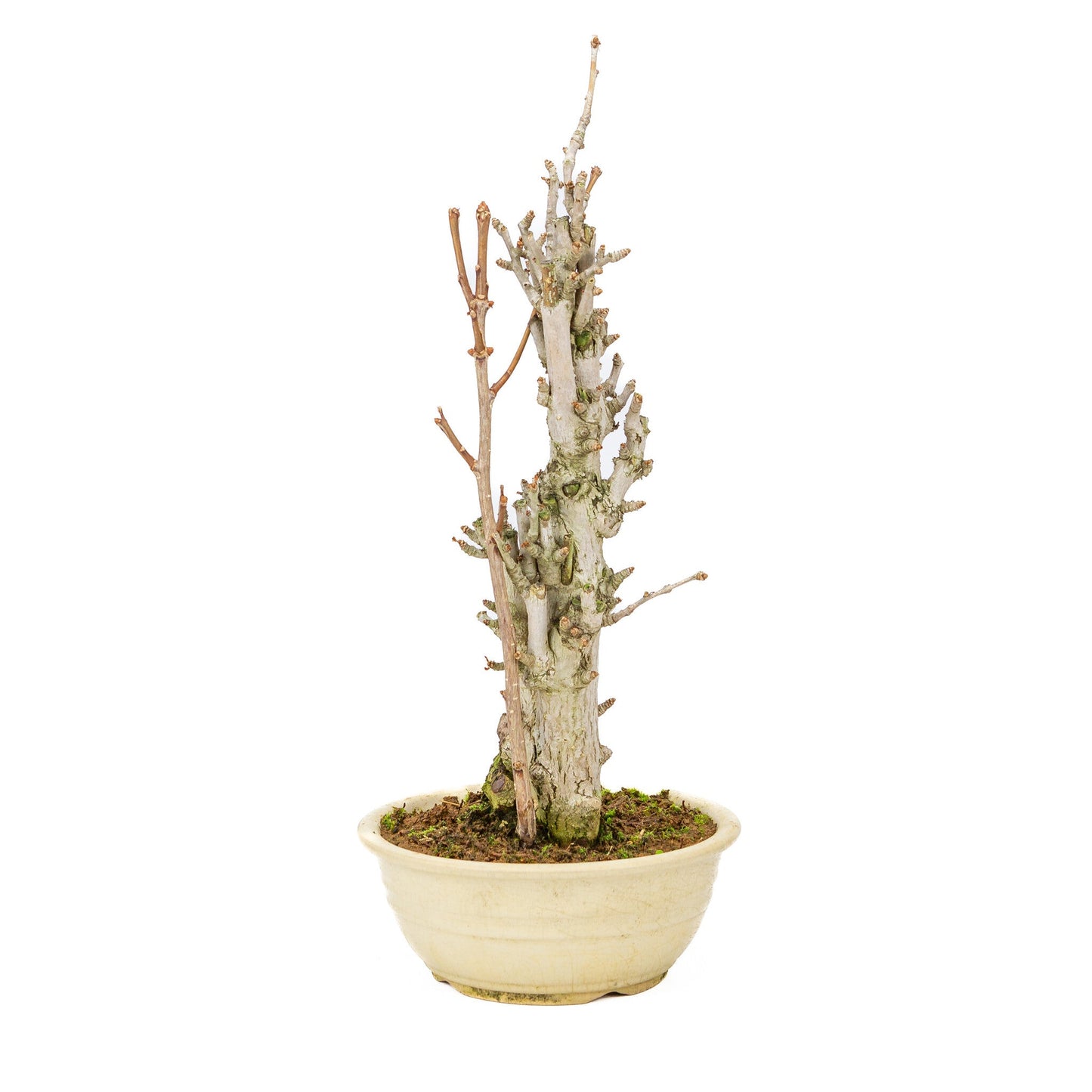 Bonsaï d'extérieur Ginkgo biloba pot rond crème 20 cm, hauteur ~50 cm