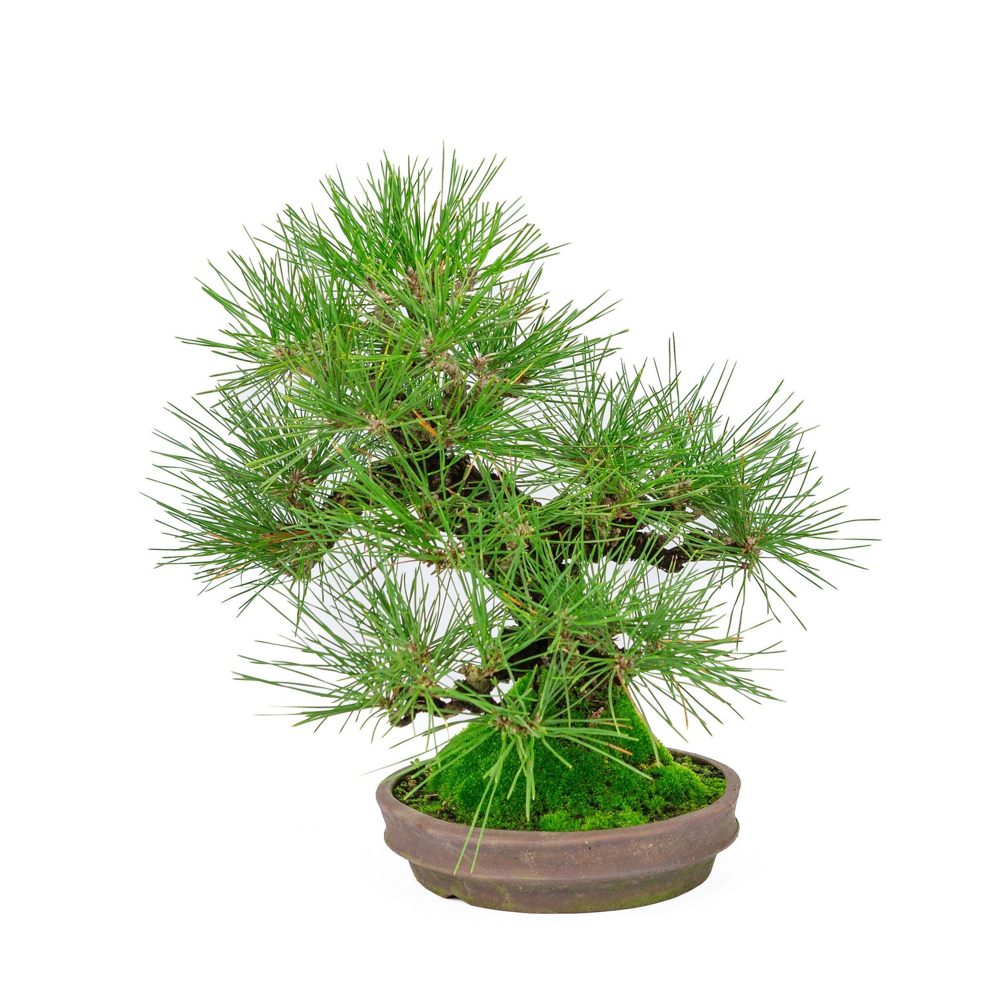 Bonsaï d'extérieur Pinus thunbergii pot rond non émaillé 20 cm, hauteur ~37 cm
