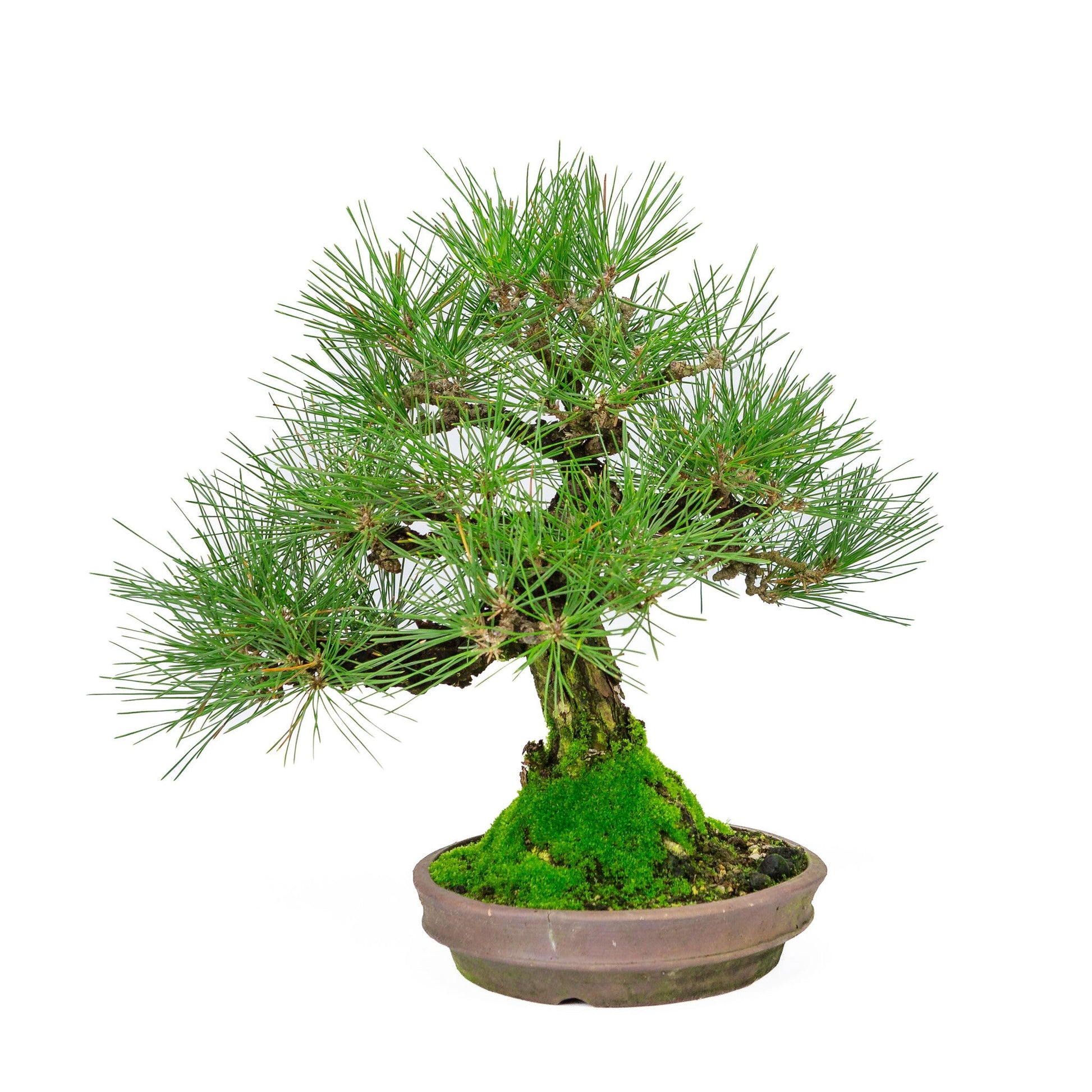 Bonsaï d'extérieur Pinus thunbergii pot rond non émaillé 20 cm, hauteur ~37 cm
