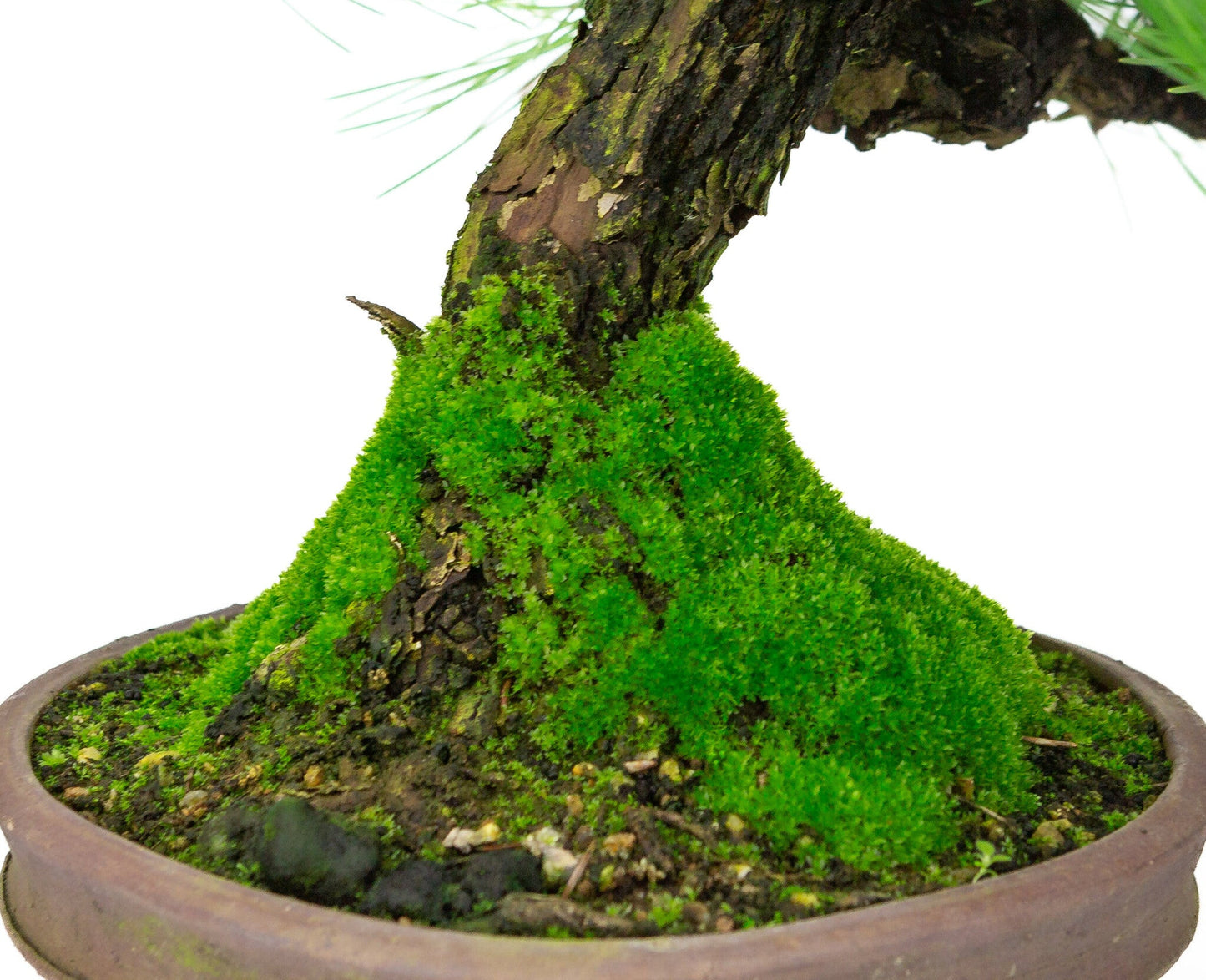 Bonsaï d'extérieur Pinus thunbergii pot rond non émaillé 20 cm, hauteur ~37 cm