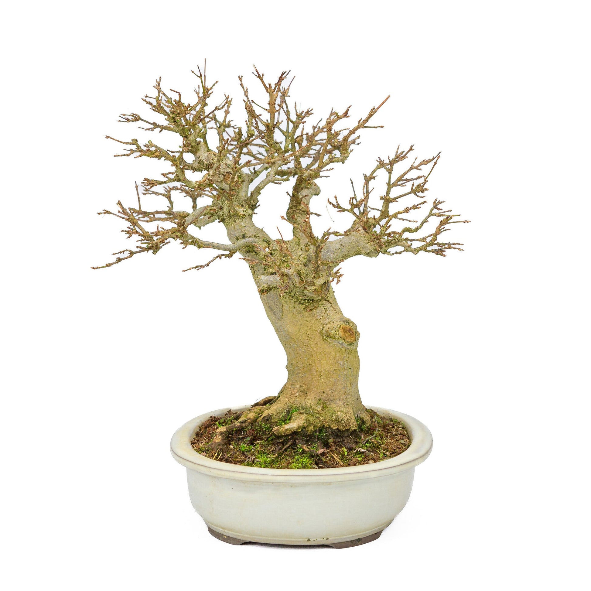 Bonsaï d'extérieur Acer buergerianum pot ovale crème 25 cm, hauteur ~36 cm