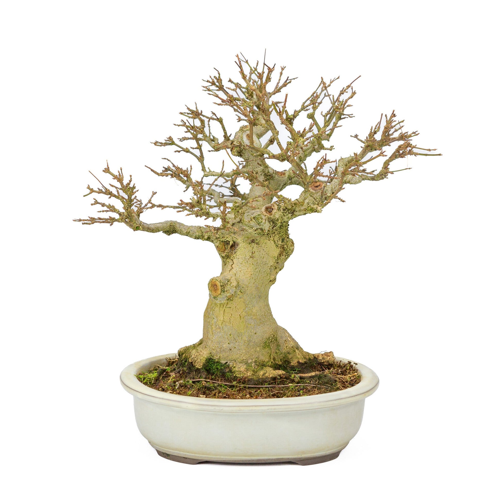 Bonsaï d'extérieur Acer buergerianum pot ovale crème 25 cm, hauteur ~36 cm